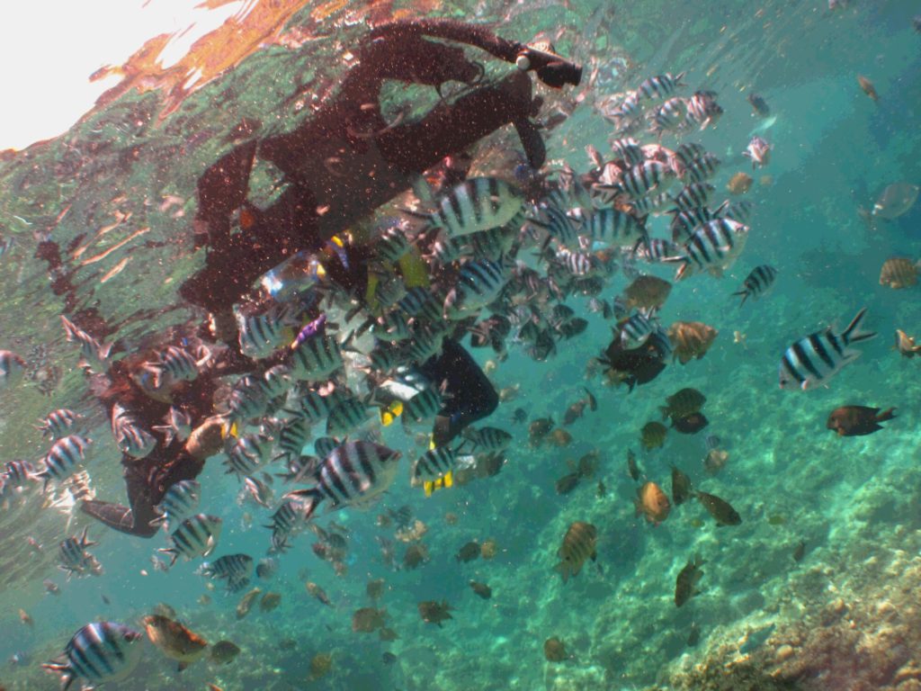 魚の餌付け