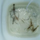 【子供と釣り】2020年6月　遊水池で子供と旬のテナガエビ釣り